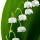 زنبق دره Lily of the Valley